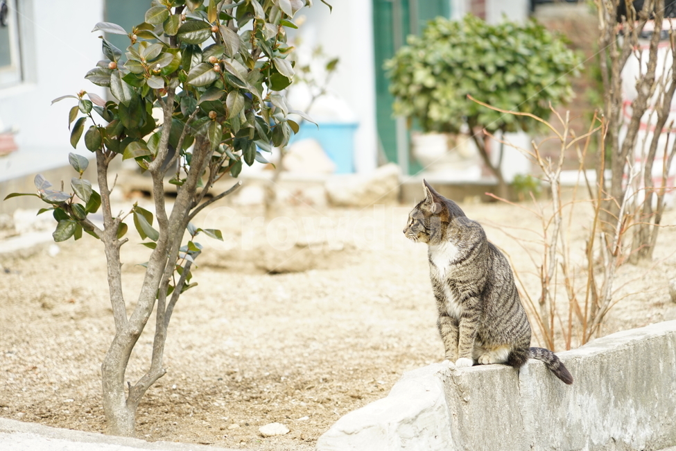 고양이,동물,포유류,길냥이,cat,animal,pet,동물,animal,포유류,mammal,고양이,cat,kitten,kitty