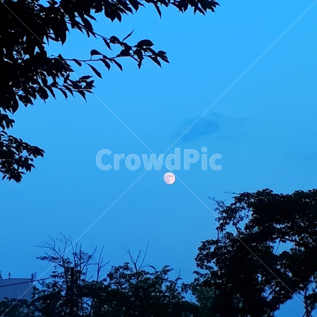 달,보름달,나뭇잎,moon,하늘,sky,파란색