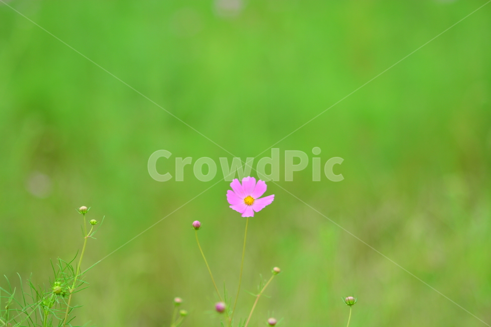 plant,blossom,petal,꽃잎,geranium,제라늄,꽃,코스모스,가을,감성사진,식물,계절,fall,autumn,season,휴식,힐링,rest,relaxation,healing,자연,plants,nature,flower,감성,sensible,feeling,색깔,색상,색채,색감,color,sense,sensitivity,feelingofcolor,한송이,하나,외로움,솔로,혼자,식물,자연,plants,nature,꽃,flower