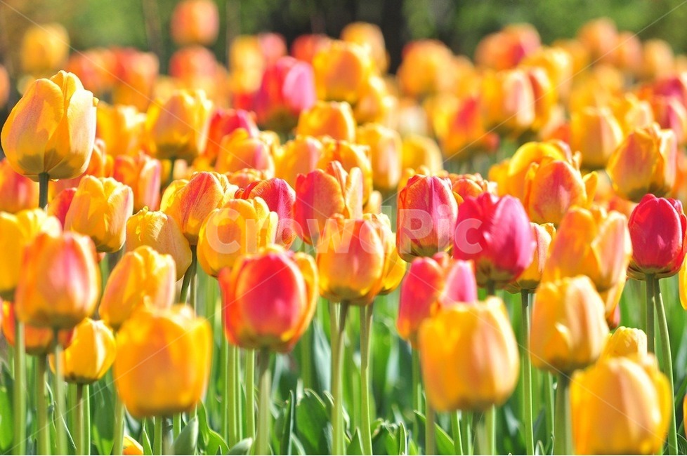 튜립,수목원,공원,순천정원,벽초지,봄,계절,spring,season,식물,자연,plants,nature,꽃,flower,색깔,색상,색채,색감,color sense,color sensitivity,feeling of color,plant,blossom