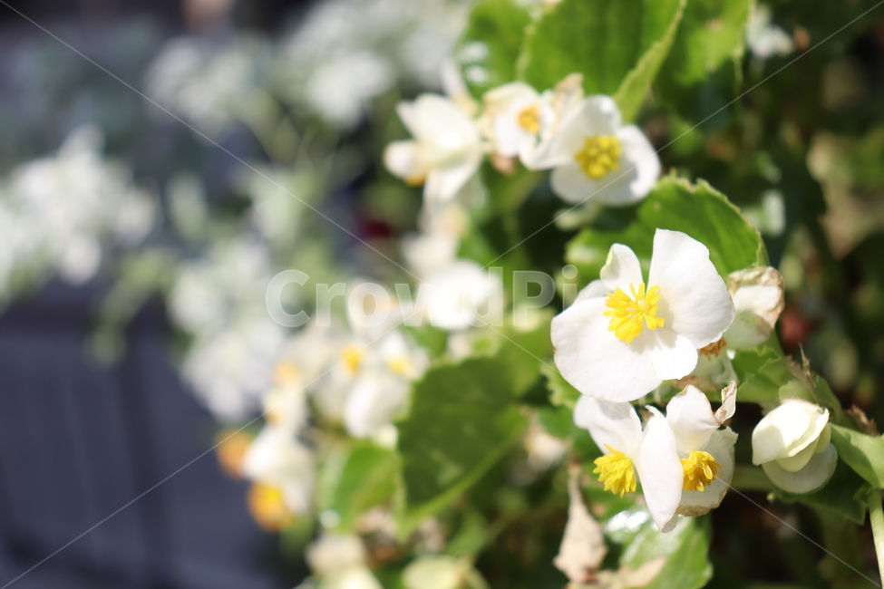 plant,식물,꽃,flower,자연,흰색,풍경,꽃,flower