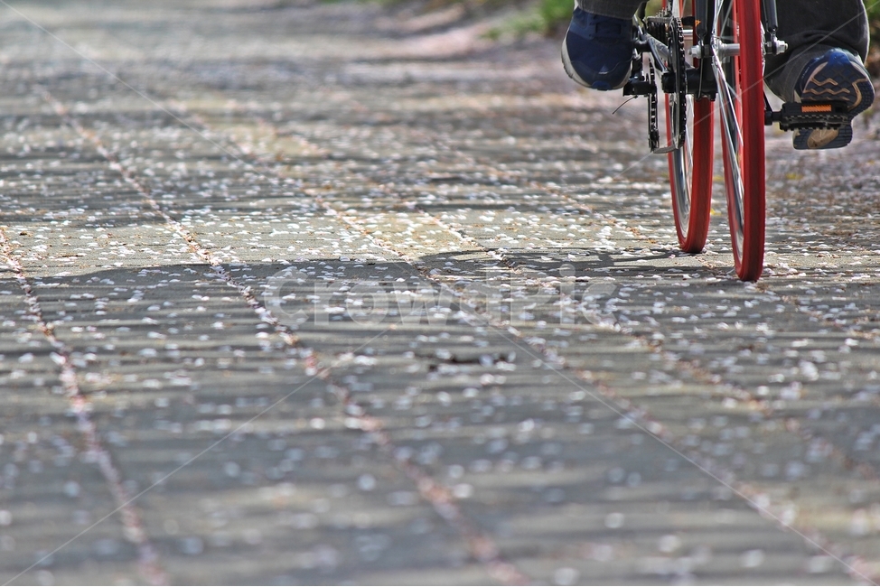 자전거,벚꽃길,날리다,벚꽃,운동,헬스,4월,건강,교통,이륜,bicycle,cherryblossoms,flowers,sports,april,health,bike,twowheel