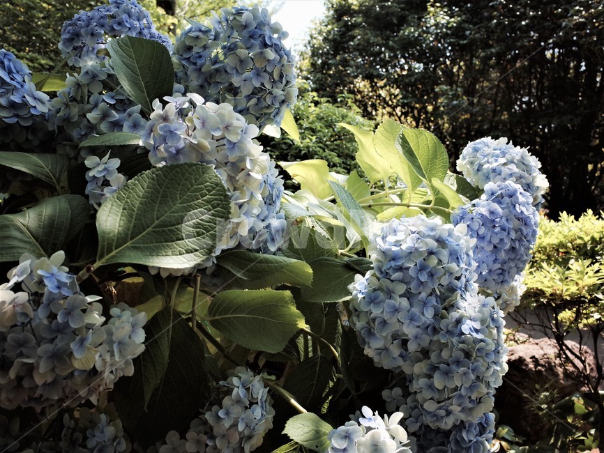 자연,식물,꽃,plant,수국,파란색수국