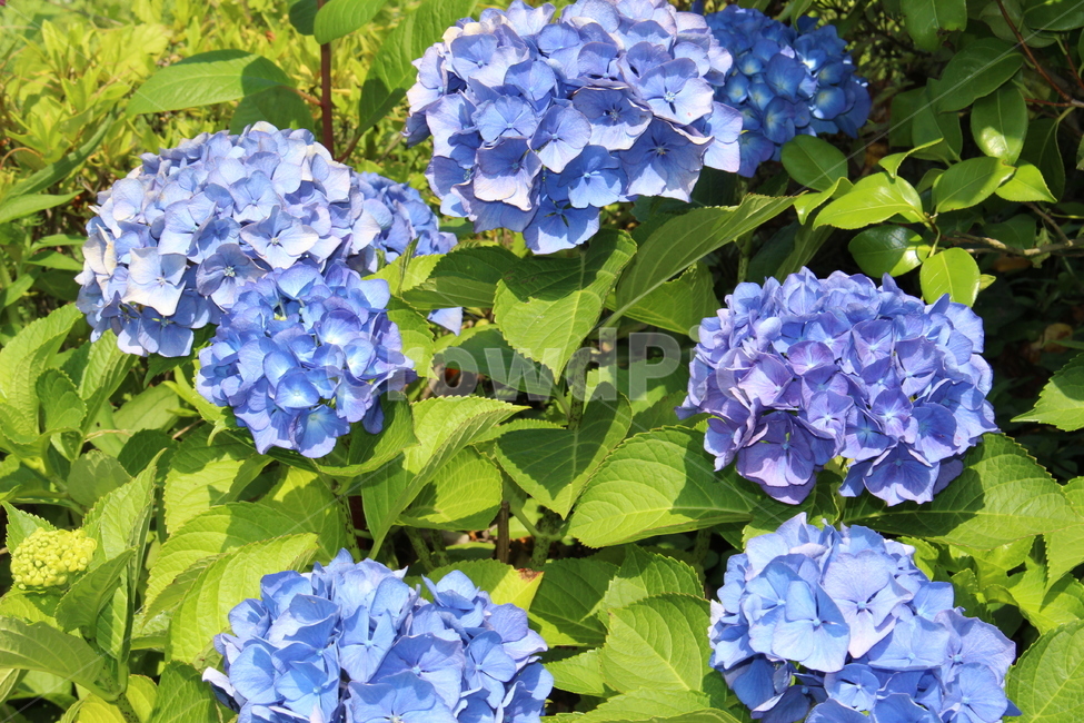 꽃,봄,여름,꽃잎,푸른색,식물,자연,plants,nature,꽃,flower