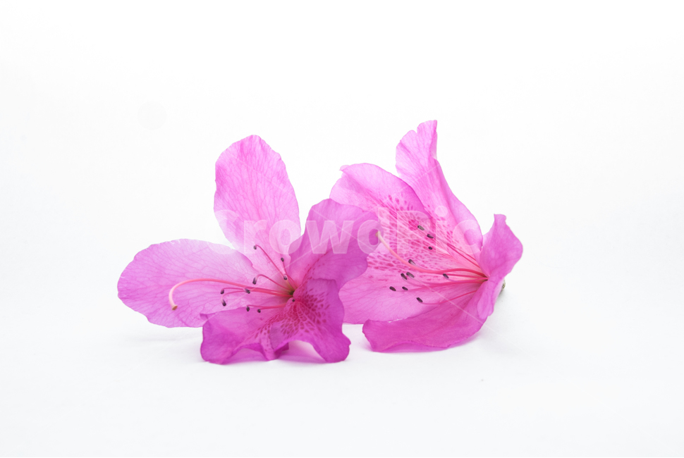 산철쭉,철쭉,누끼,배경,봄,꽃,생화,식물,조경,핑크,분홍,spring,season,flowe,자연,향기,아름다운,화사한,봄꽃,꽃잎,스튜디오,봄,계절,spring,season,식물,자연,plants,nature,꽃,flower,누끼,remove background,blossom,geranium,제라늄,plant,petal