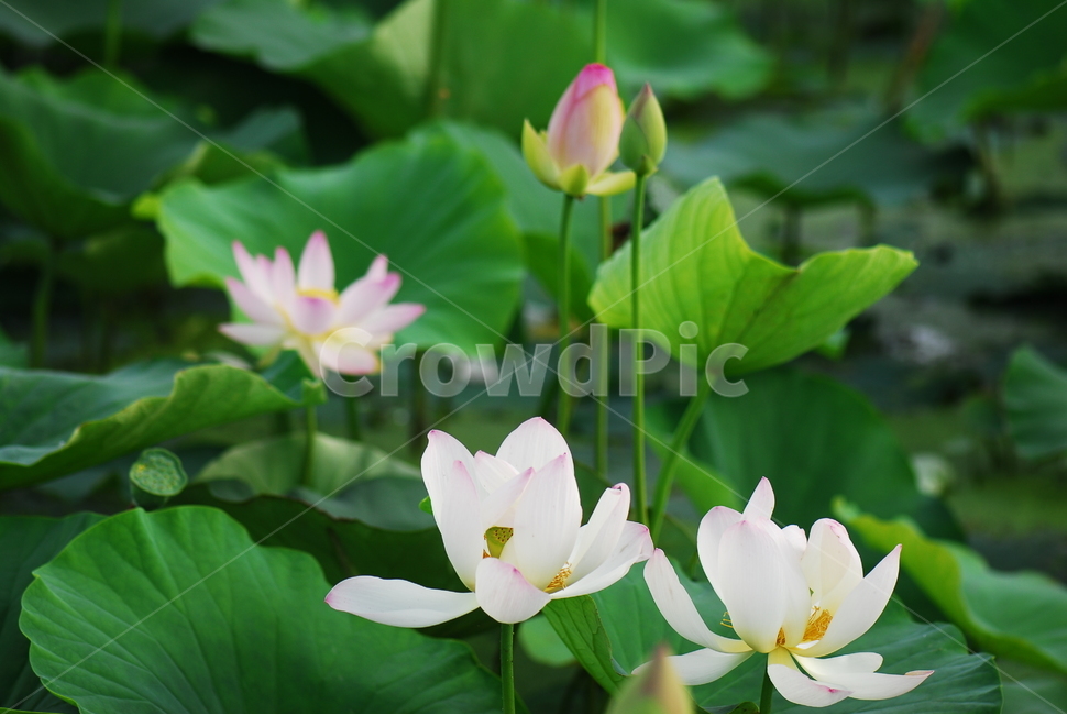 꽃,연꽃,관곡지,불교,여름,식물,자연,plants,nature,꽃,flower