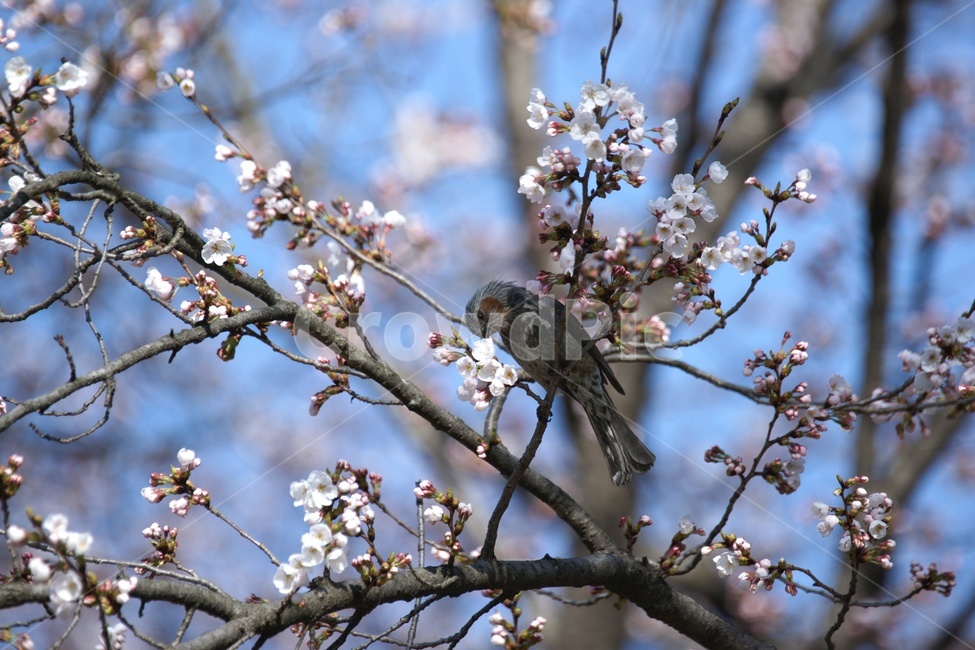 꽃,매화,버드,새,직박구리,조류,새,birds
