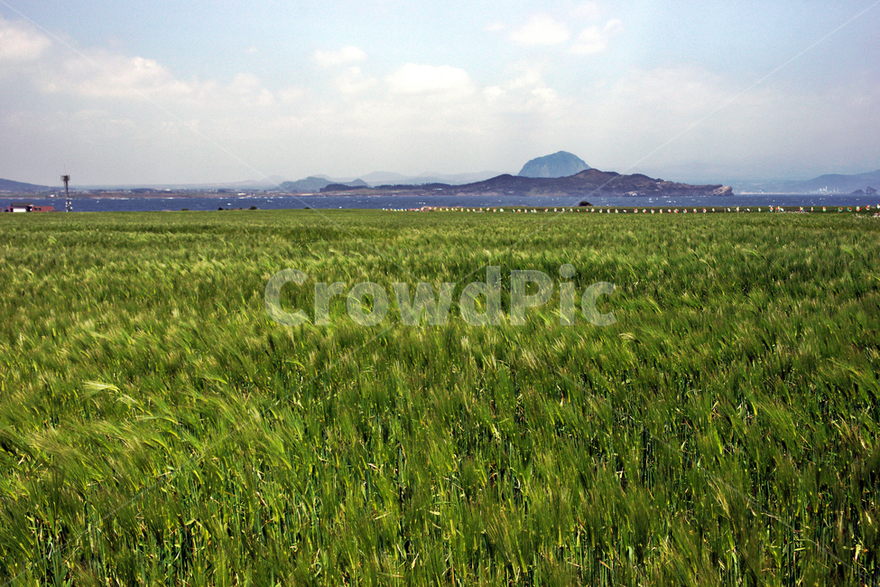 가파도,제주,올레101코스,서귀포시,대정읍,청보리밭,섬,봄,자연,풍경,nature,landscape,한국자연풍경,한국자연경관,korea nature landscape,제주도,jeju,jeju island,grassland,목초지,outdoors,옥외,field,들,rural,농촌,meadow,farm,농장
