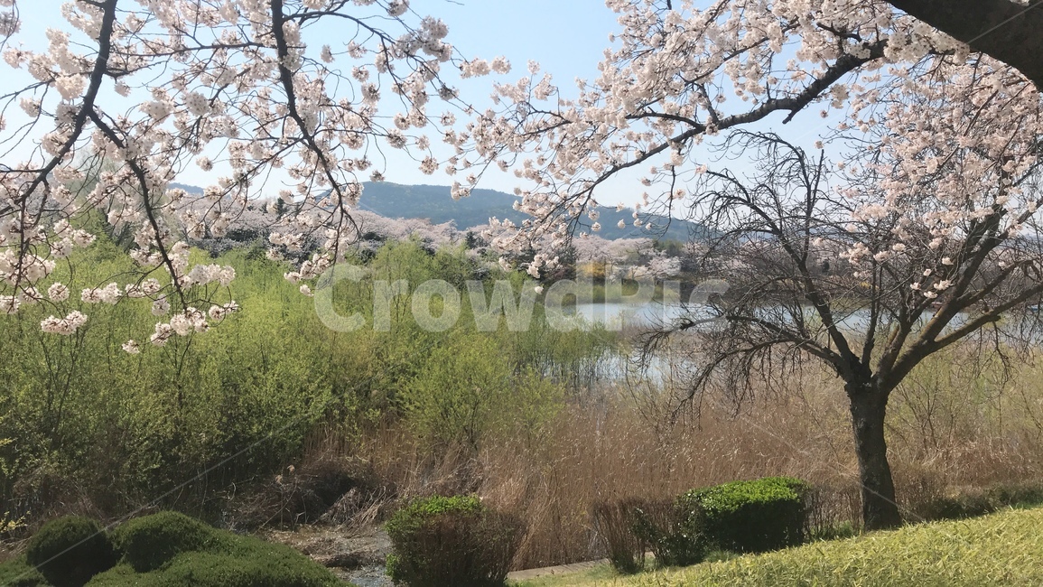 벚꽃,꽃놀이,봄,풍경,자연,경주