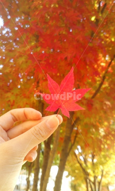 가을,단풍,autumn,あき,maple,가을,계절,fall,autumn,season,leaf,잎,plant,식물,tree,나무