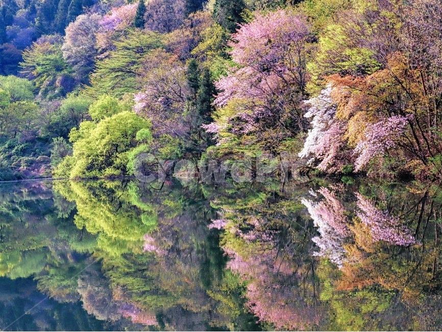 봄,반영,풍경,화순군,세량리,자연,풍경,nature,landscape,한국자연풍경,한국자연경관,korea nature landscape,plant,식물
