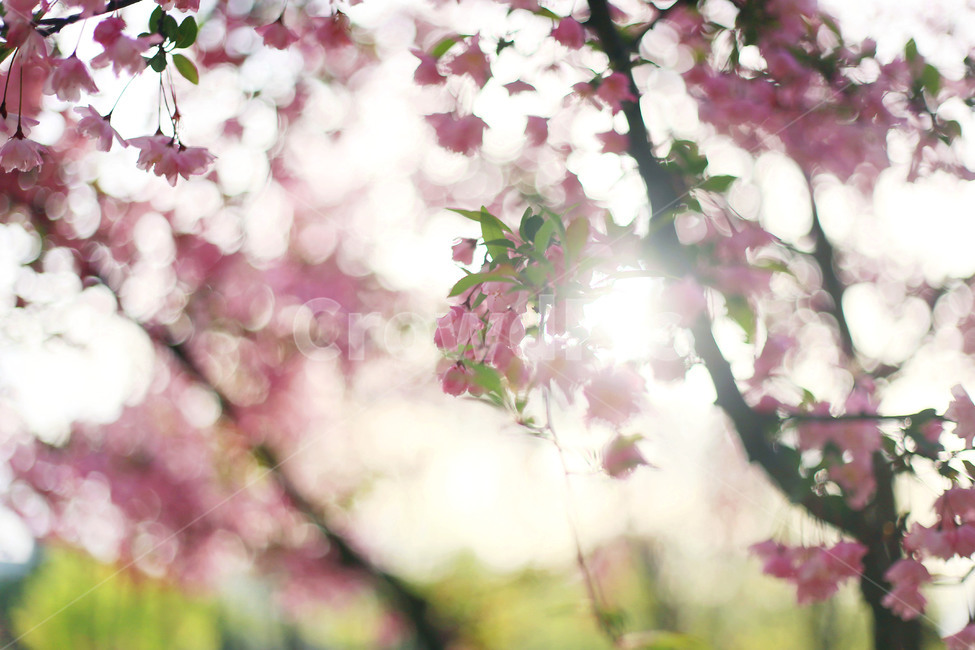 꽃,빛,나무,잎,flower,light,tree,leaf