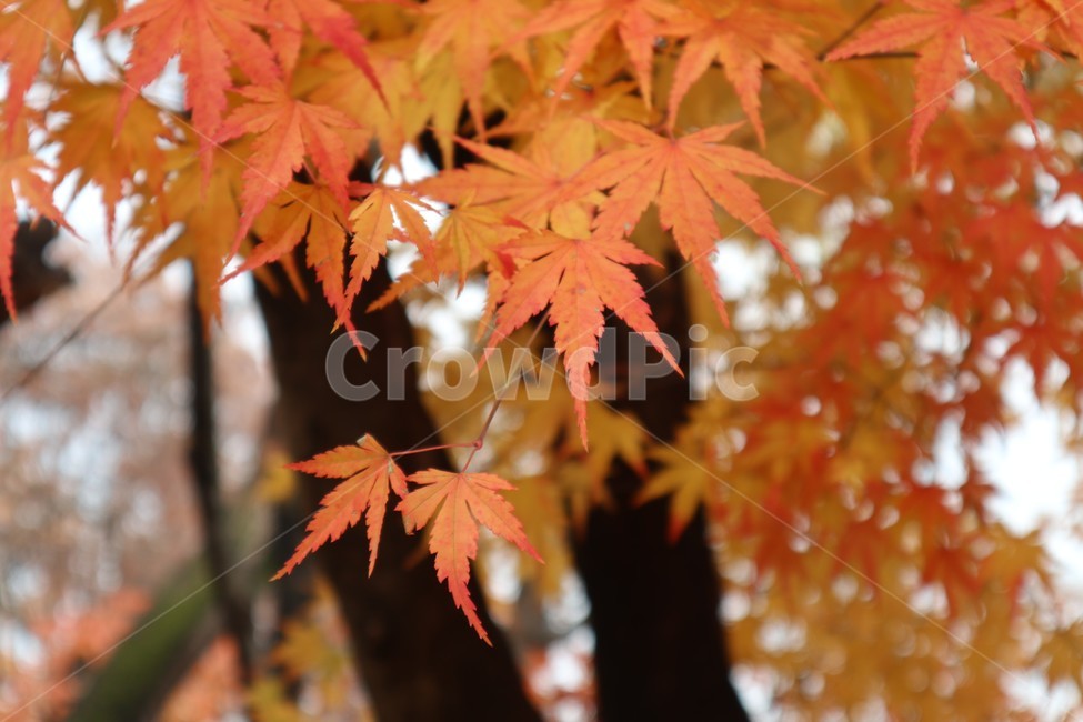 가을,단풍잎,계절,낙엽,식물,잎,나무,단풍,leaf,tree,plant,maple,단풍나무,나뭇잎,분위기,풍경,나뭇가지