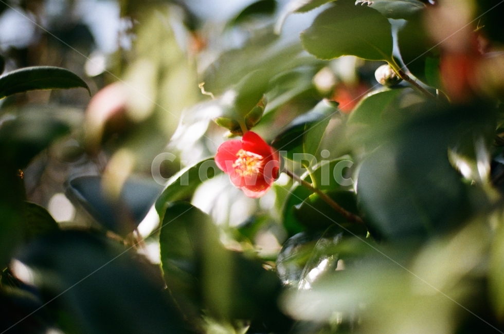 동백,봄,꽃,필름카메라,필름사진,한국,관광지,식물,자연,plants,nature,꽃,flower