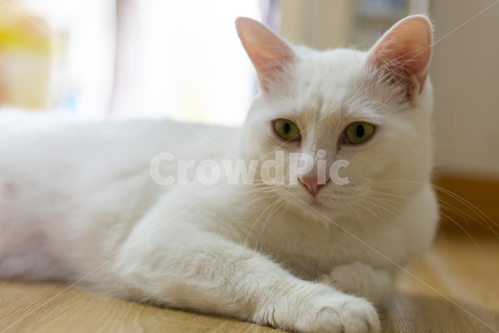 고양이,냥냥이,설이,순딩이,흰냥이,동물,animal,포유류,mammal,고양이,cat,kitten,kitty
