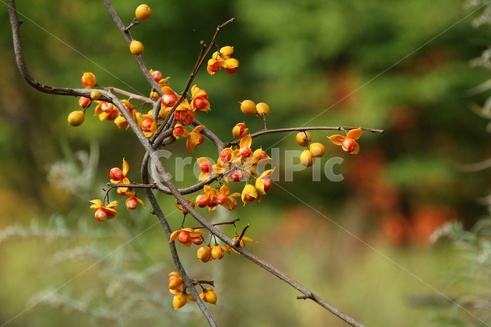 노박덩굴,열매,가을,주홍색,가울열매,식물,자연,plants,nature,과일,열매,fruit