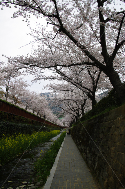 여좌천,벚꽃나무,진해,봄,꽃,식물,풍경,봄,계절,spring,season,plant,blossom,cherry blossom,벚꽃,flower