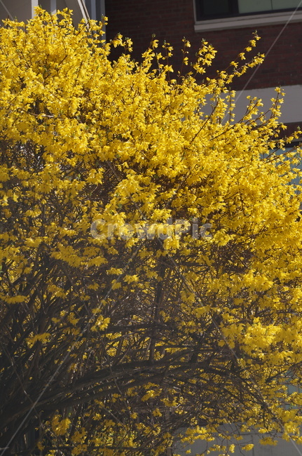 개나리,봄,노란꽃,식물,flower,식물,자연,plants,nature,꽃,flower