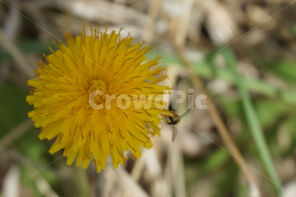 노랑색,노란민들레,민들레,녹색,봄,4월,벌,식물,자연,plants,nature,꽃,flower