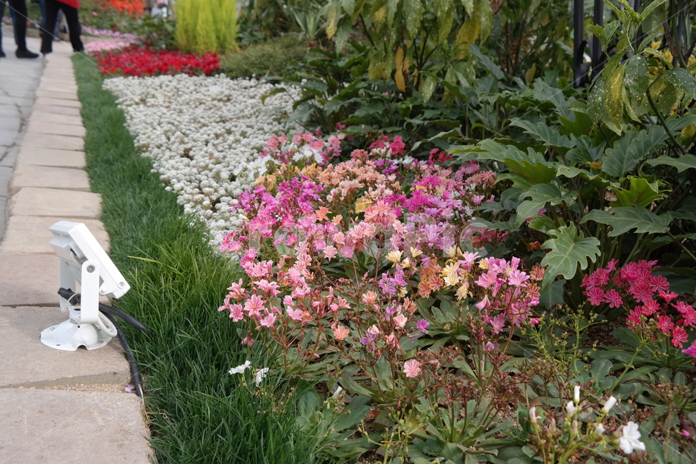 yellow flower,flower fair,wild flowers,pink flower,orchid,flower