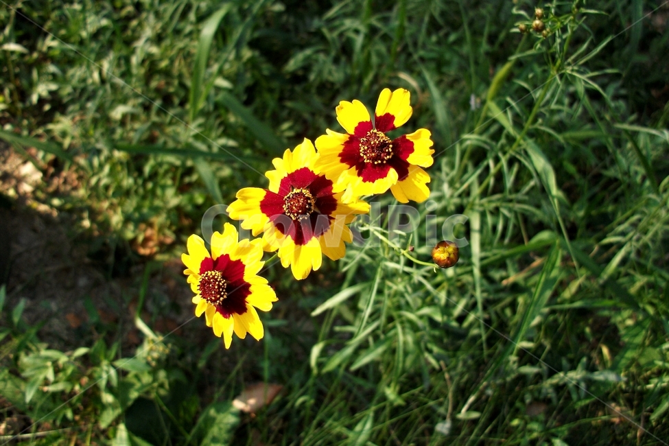 기생초,꽃,노랑,goldencoreopsis,식물,자연,화려한색,관상용,야생화,국화과