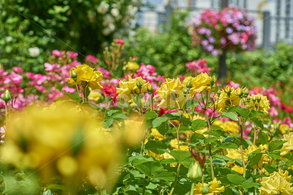 장미,봄,개화,장미밭,꽃밭,장미축제,식물,노란장미,빨간장미,꽃