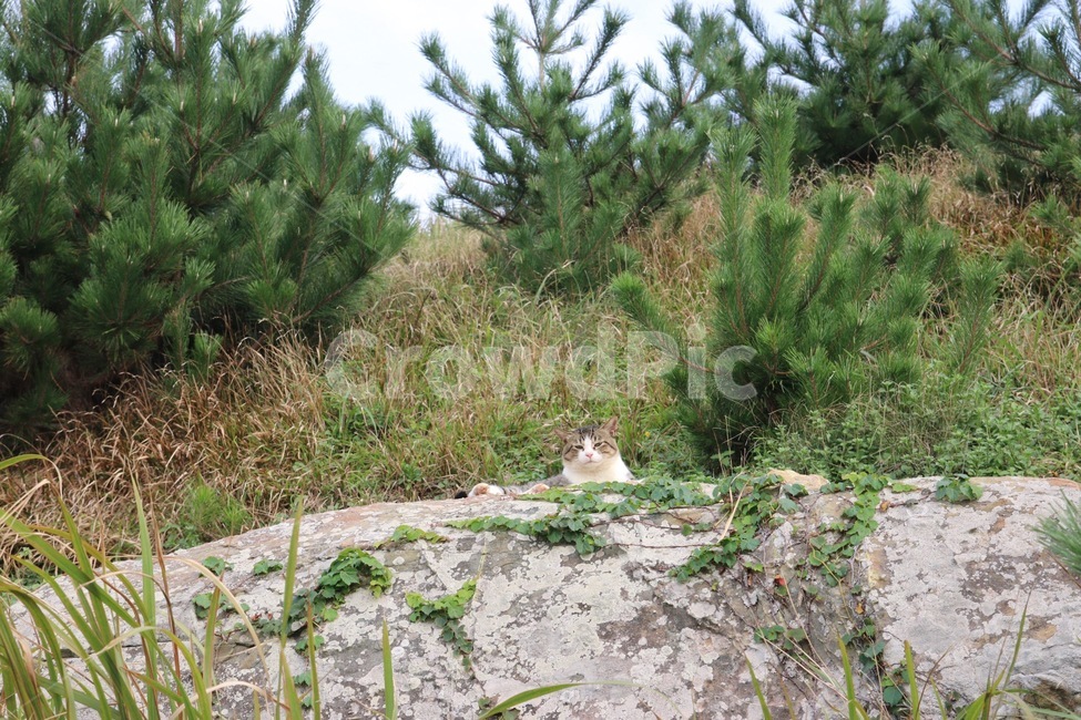 거제도,고양이,자연,나무,풀,돌,색감,초록,야생,야생고양이,여름,색,trees,cat,green,동물,animal,포유류,mammal,고양이,cat,kitten,kitty