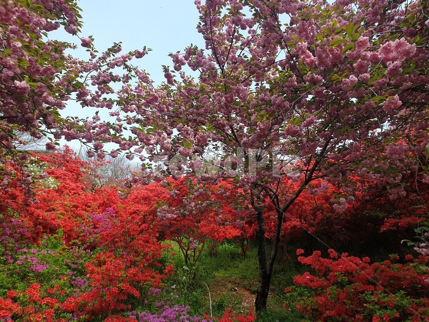 꽃,겹벚꽃,왕벚꽃,철쭉,완산공원,꽃동산