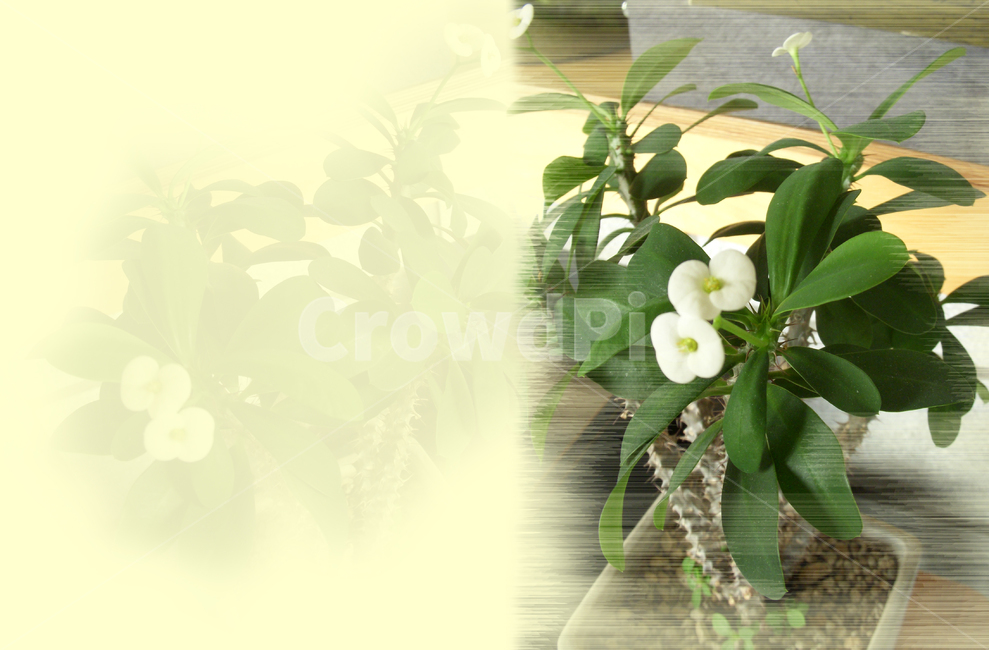 plant,식물,꽃,봄,계절,자연,색상,색채,색감,spring,flower,season,feelingofcolor,nature,color,colorsensitivity,감성,꽃기린,유포르빙로포고나