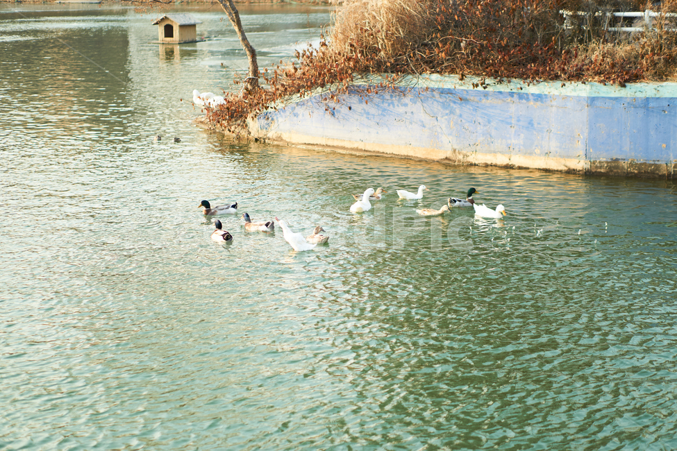 청둥오리,동물,조류,석촌호수,bird,새,새끼,animal,호수,도시,도심,나무,plant,wood,nature,자연,동물,animal,조류,새,birds