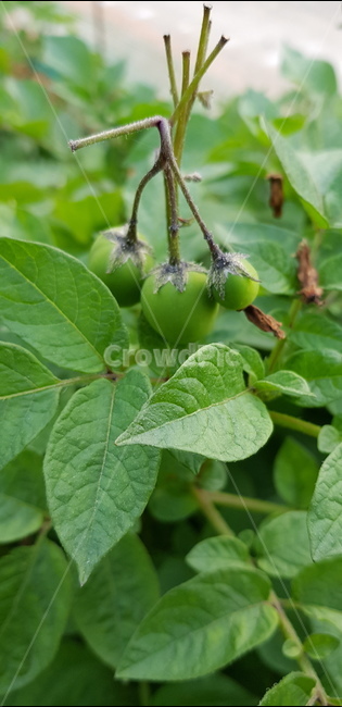 plant,식물,produce,열매,감자