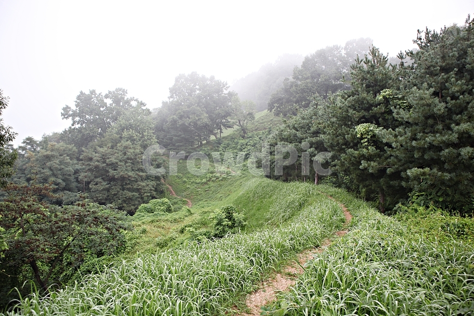 오솔길,길,둘레길,숲,숲길,식물,나무,풍경,여름,자연,풍경,nature,landscape,outdoors,옥외
