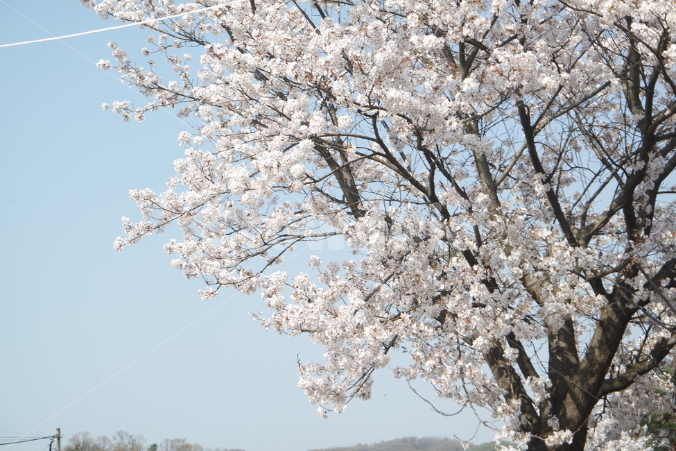 벚꽃,봄,나무,spring,cherryblossoms