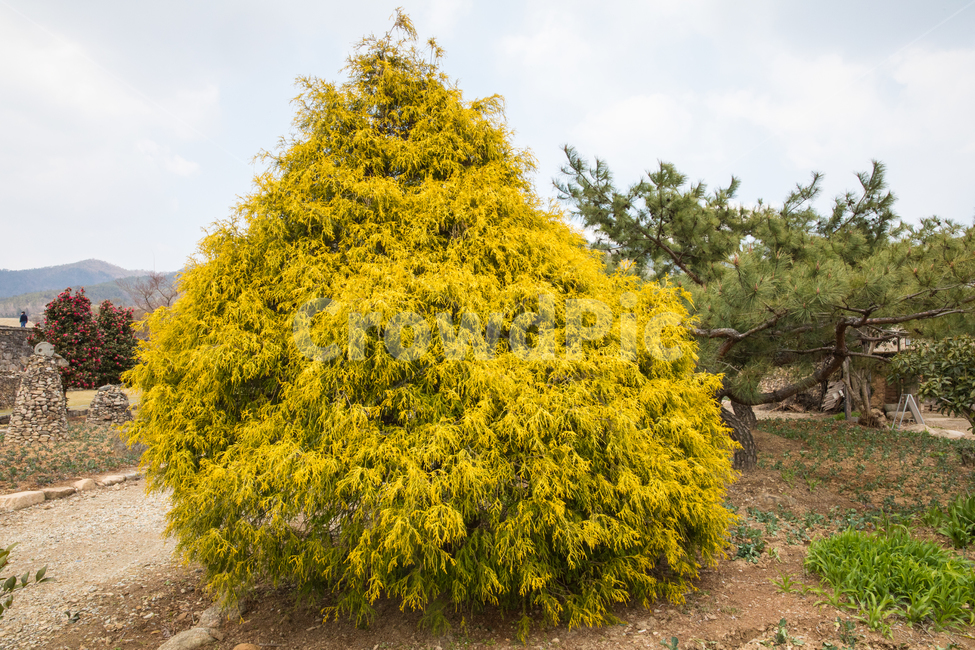 자연,풍경,식물,나무,편백,편백나무,측백,측백나무,황금편백,정원,공원,plant,정원수,봄,계절,식물,자연,plants,nature,꽃,flower