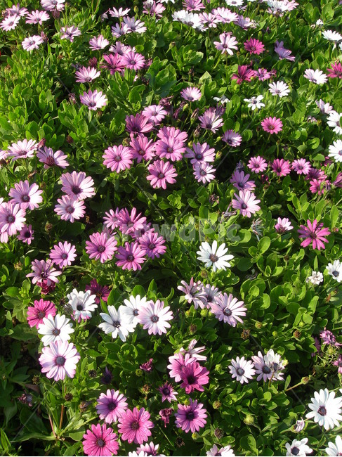 꽃,국화,꽃밭,활짝,분홍,공원,예쁜,flower,chrysanthemum,blossom,pink,beauty,park,garden