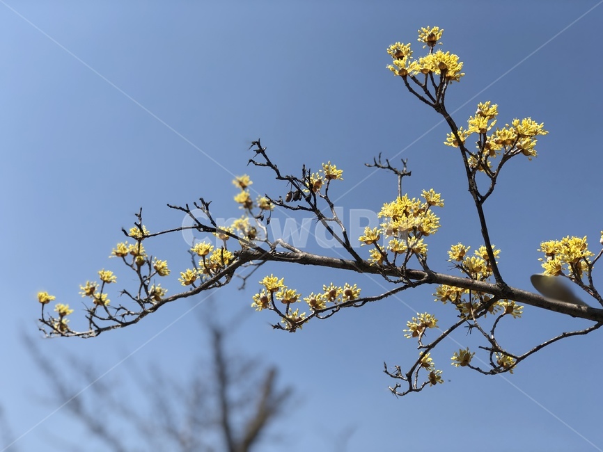 plant,식물,꽃,flower,산수유,coronusofficinalis,branch,나뭇가지,봄,spring,노랑색,yellow,하늘,sky