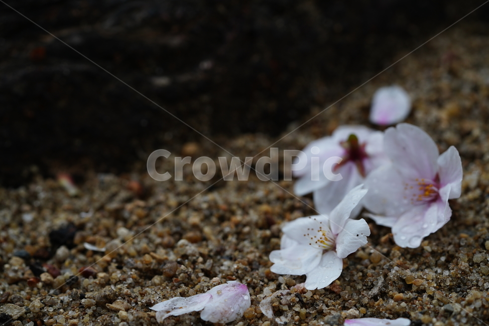 벚꽃,꽃,계절,봄,봄꽃,플라워,flower,날씨,화이트,흰색,하얀색,생명,생물