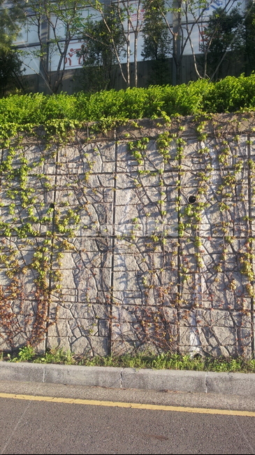 벽,담쟁이덩굴,wall,bostonivy,돌벽