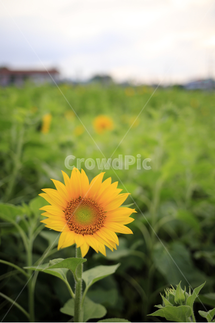 해바라기,꽃,노랑,식물,초록,식물,자연,plants,nature,꽃,flower