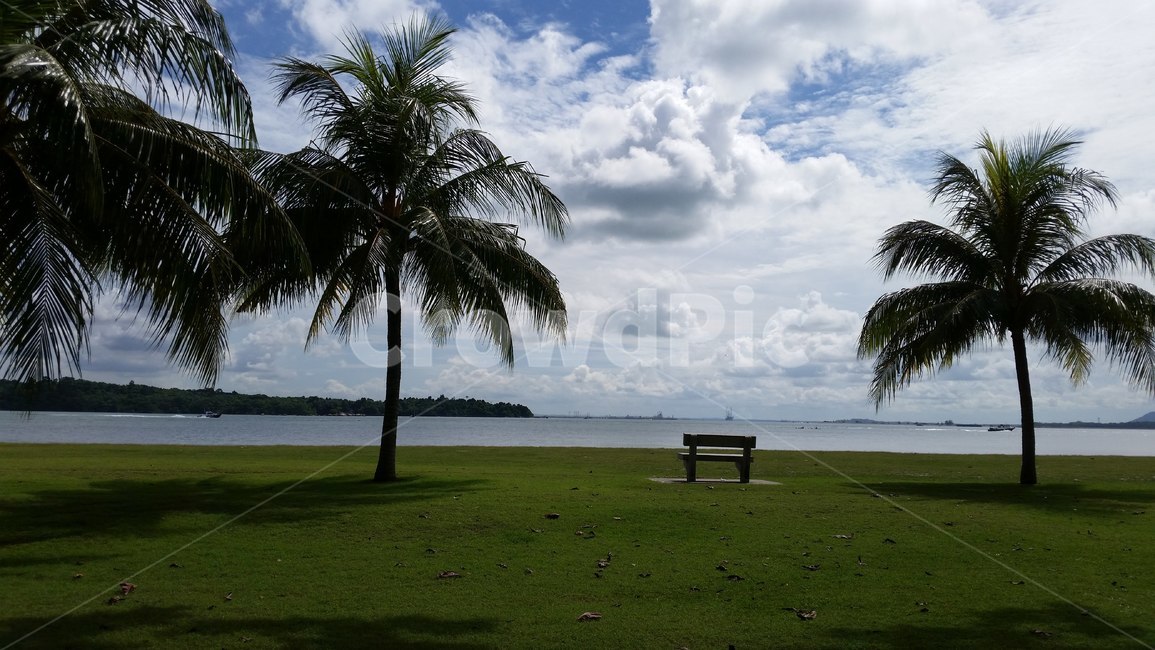bench,벤치,summer,여름,plant,식물,grass,잔디,바다,해변,야자수,beach,palmtree,singapore,싱가폴,싱가포르
