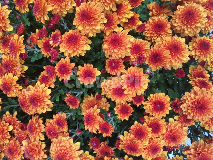 꽃,식물,자연,flower,nature