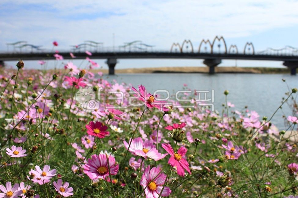 꽃,코스모스,가을,가을하늘,햇빛,하늘,식물,flower,cosmos,fall,autumn,sunshine,plant,자연,nature,호수,다리,강원도,강원도고성군