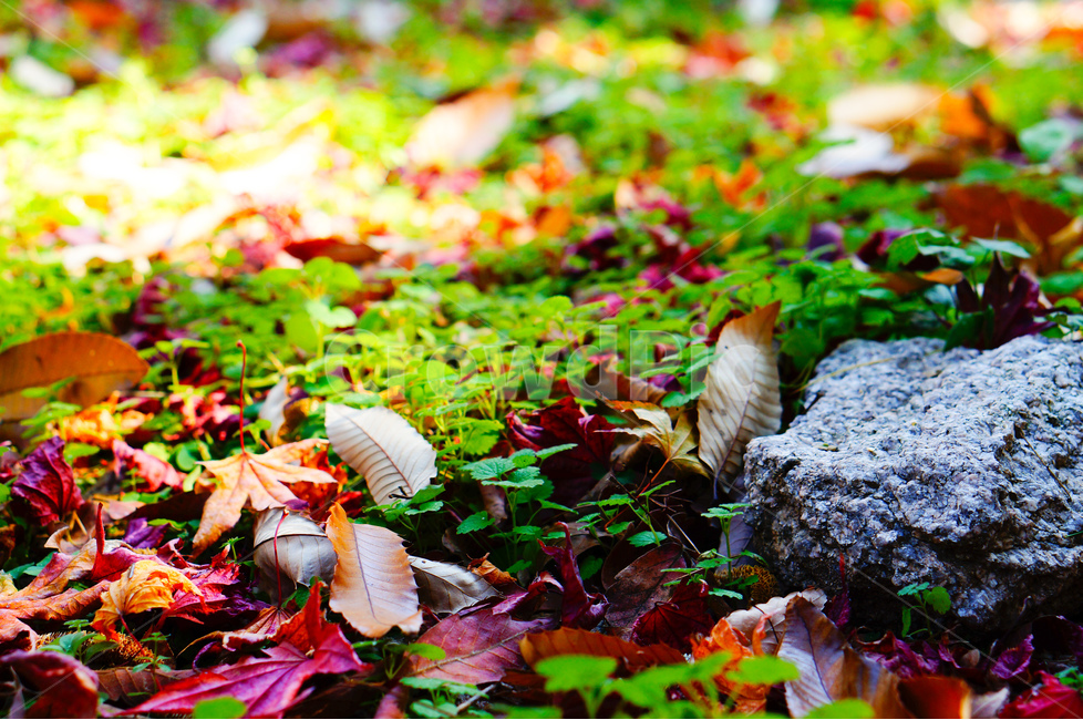 가을,낙엽,풀,풍경,빛,가을,계절,fall,autumn,season,식물,자연,plants,nature,leaf,잎,plant,ground,바닥