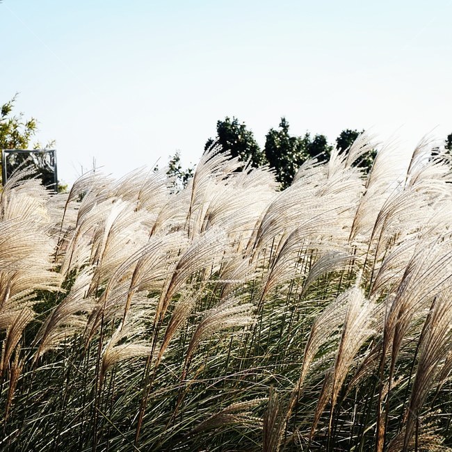갈대,가을,억새,식물,reed,fall,plant