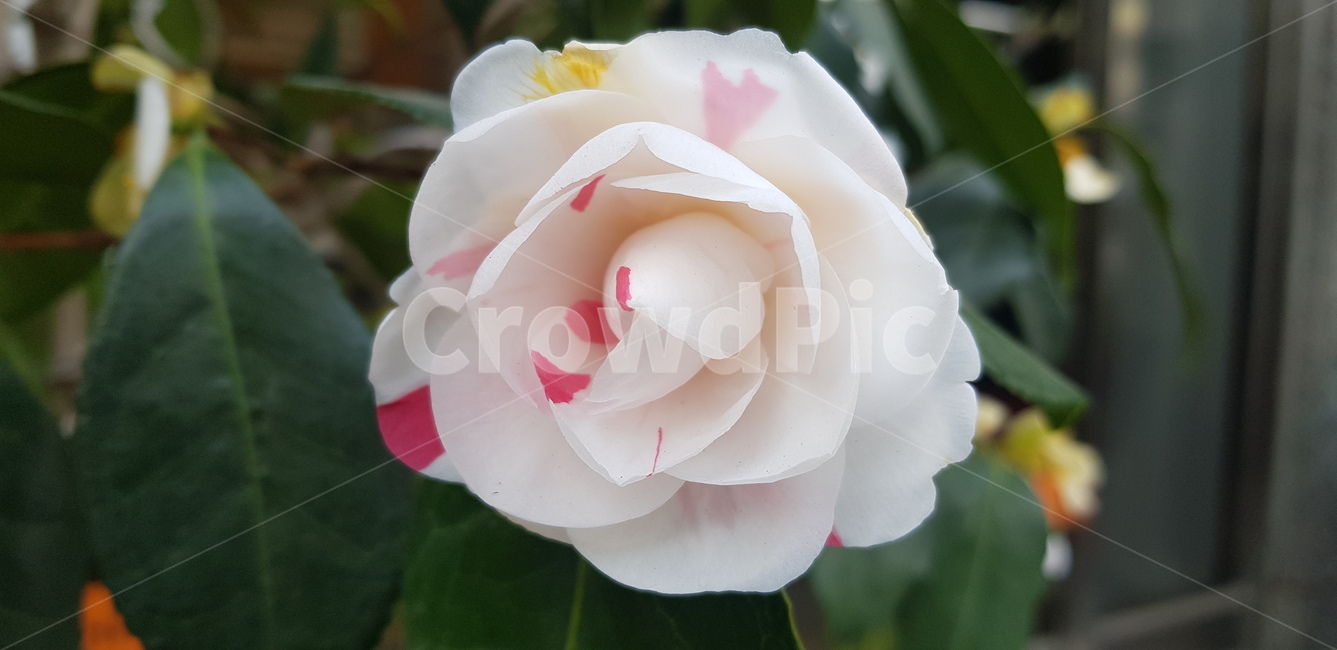 꽃,flower,daffodil,봄,blossom,plant,동백꽃,동백