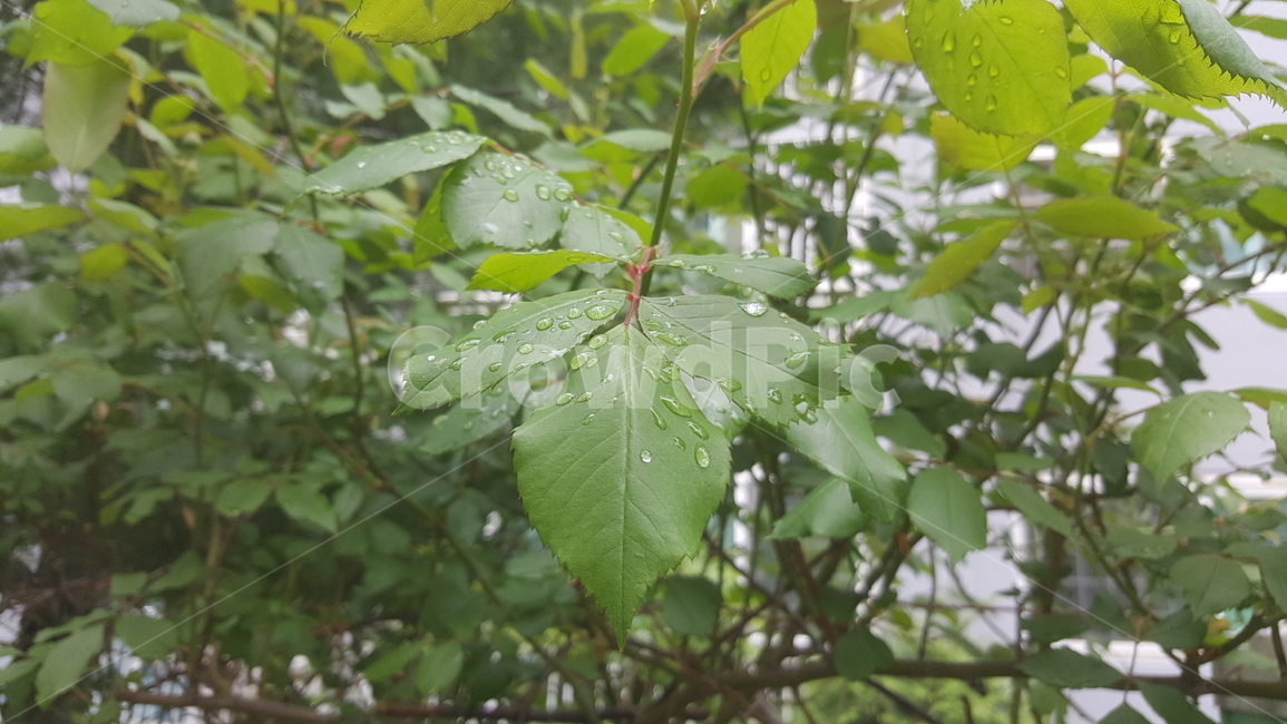 자연,나무,나뭇잎,이슬,초록,초록색,풀,장미나무