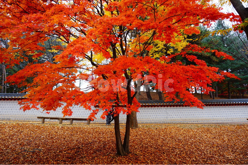 단풍,빨강색,가을,풍경,나무,맑음,가을,계절,fall,autumn,season,식물,자연,plants,nature,나무,trees,wood,leaf,잎,plant,tree,maple