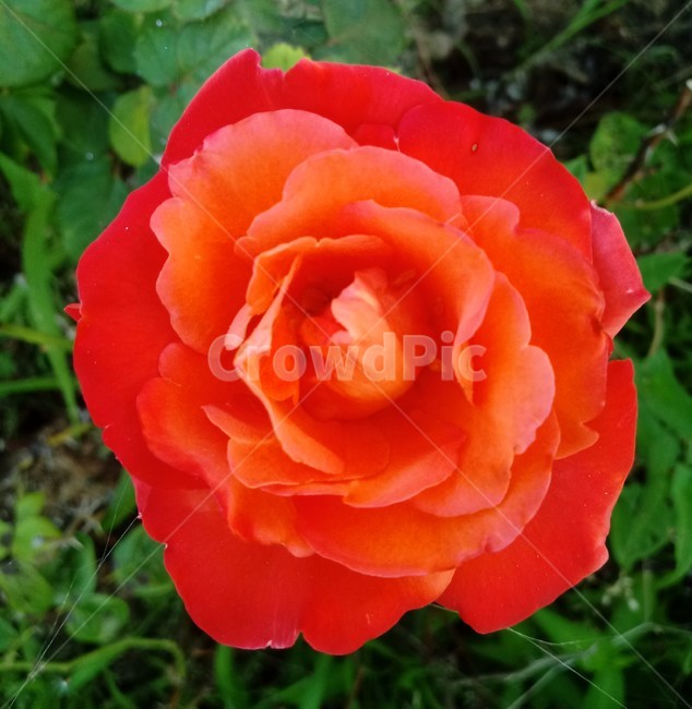 장미,장미꽃,플라워,식물,flower,로즈