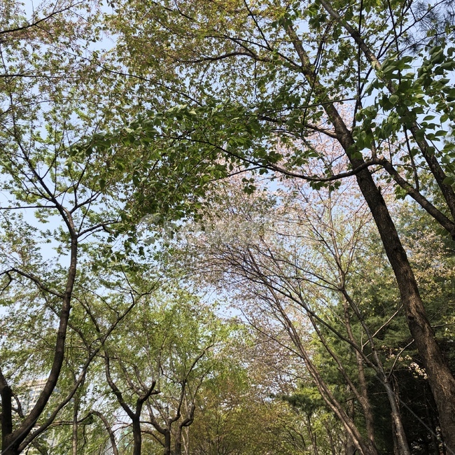 나무,벚꽃,봄,하늘,소풍