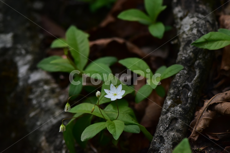 참기생꽃,야생화,식물,자연,꽃,플라워,생태,힐링,wildflower,flower,plants,nature,season,감성,느낌,emotion,feeling,앵초목,앵초과,여러해살이풀,희귀식물,기생꽃속